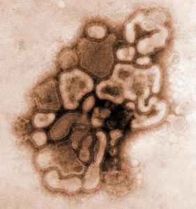 Virus gripe suína